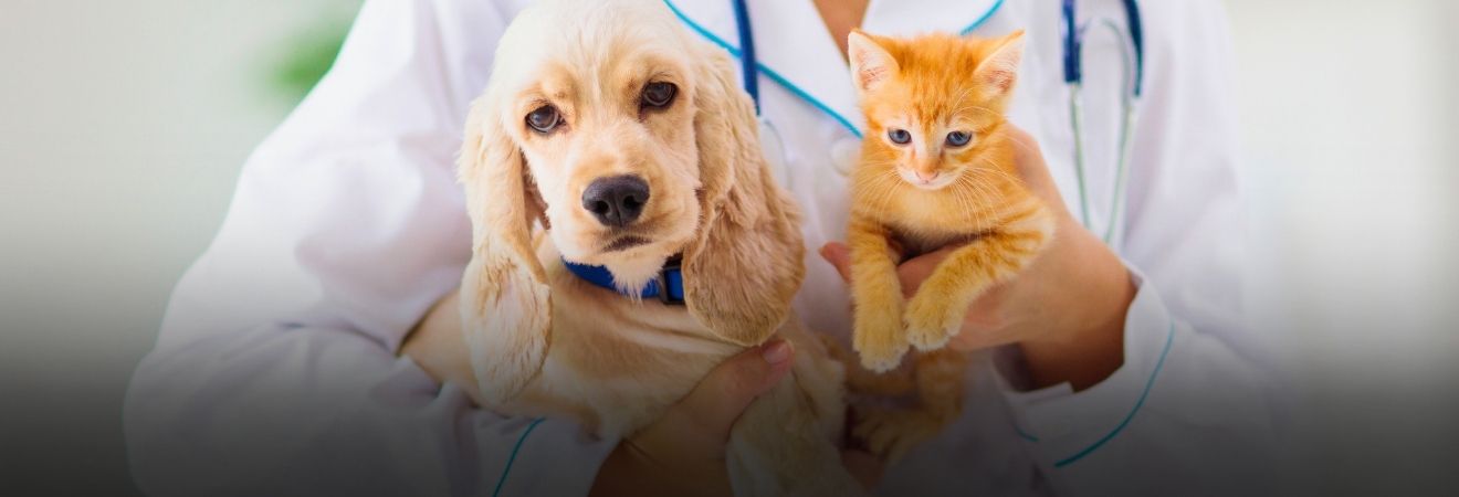 Pet & Vet