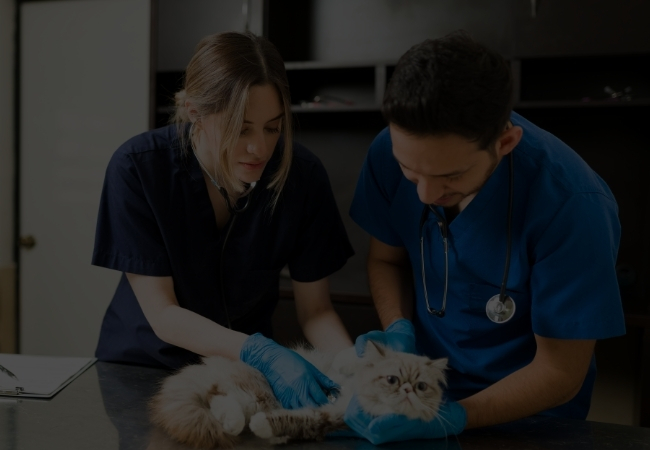Pet & Vet